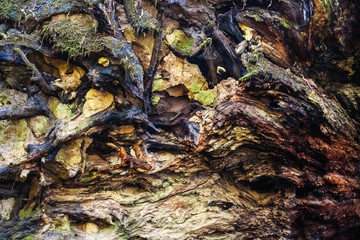Background wood, broken tree, roots