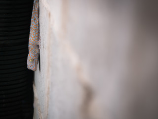 Gecko Perched on Martar Wall Staring