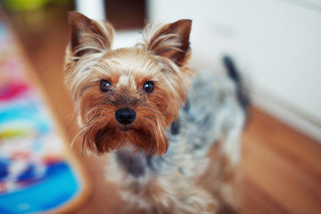 Yorkshire Terrier small dog looks at the camera standing on the floor