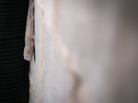 Gecko Perched on Martar Wall Staring