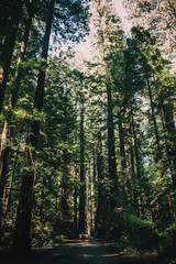 Ancient redwood in the forest. Sunlight through the branches. A view to the top.