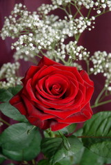 Rose rouge posée sur un tissus bordeaux