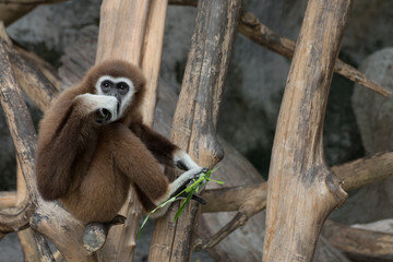 White-handed Gibbon (Hylobates lar) sitting on timber