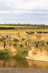 Fototapeta na wymiar Herd of herbivores on the precipice. Masai Mara, Kenya