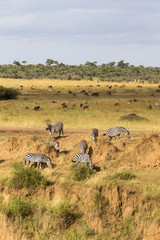 Fototapeta na wymiar Steep descent to the river. Zebras near Mara River. Kenya, Africa