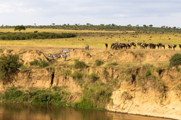 Naklejka na ściany i meble Herds of ungulates on the high banks of the river. Mara River, Masai Mara, Kenya