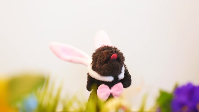 Funny little dog wearing Easter bunny ears