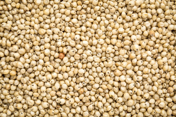 white sorghum grain background