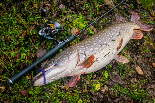 Freshwater Northern pike fish know as Esox Lucius and fishing rod