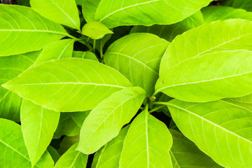 green leaf nature in garden 