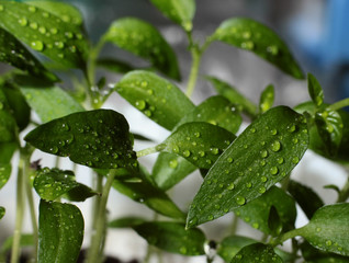 the young shoots of seedlings of vegetable in the water droplets