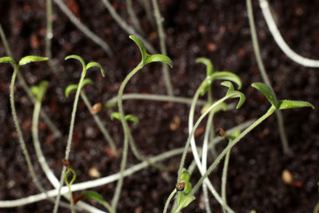 the young shoots of seedlings of vegetable in the water droplets