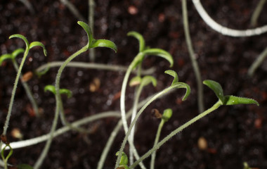  young shoots of seedlings of vegetable in the water droplets