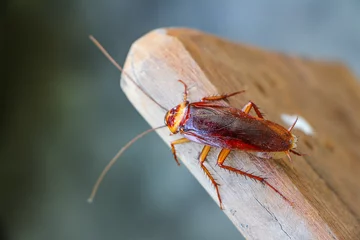 Foto op Plexiglas cockroach insect on wooden  © Luis2499