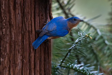 Bluebird
