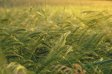Cereal plant at sunset