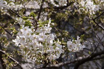 Beautiful Sakura Cherry Blossoms in Tokyo, Japan