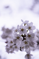 Beautiful Sakura Cherry Blossoms in Tokyo, Japan