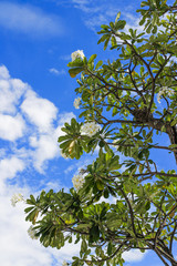 Plumeria tree nature with blue sky background