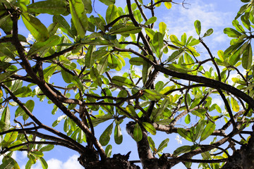 Plumeria tree nature with blue sky background