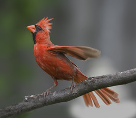 Fly Like a Red Bird