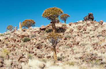 Fototapeta na wymiar quiver trees on a stony hill namibia africa