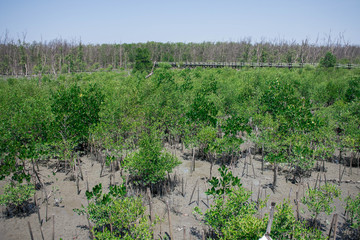 mangrove forest in Thailand