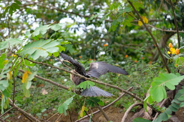 Colorful birdlife of Costa Rica