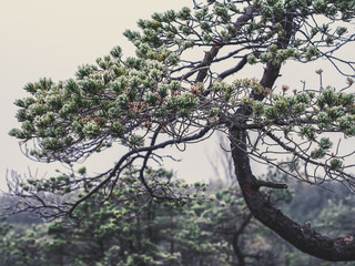 Closeup of Pine Tree Branch in Field of Kemeri moor in Latvia - Vintage look edit