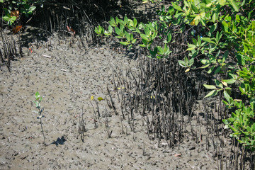 mangrove forest in Thailand