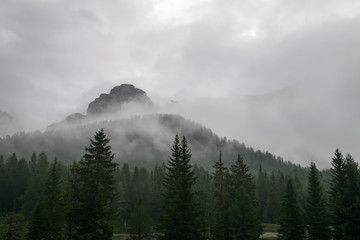 Berggipfel im Nebel mit Tannen im Vordergrund