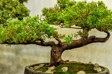 old tree bonsai close-up, for sale.