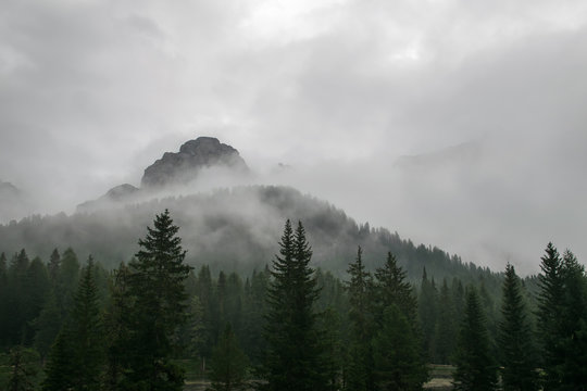 Fototapeta Berggipfel im Nebel mit Tannen im Vordergrund