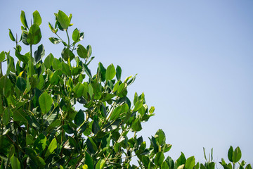 tree, leaves with sky background