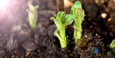 Little potato sprouts in the ground. Sun glare on the left