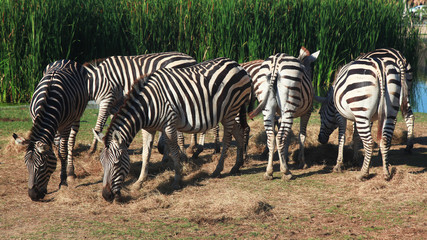 Fototapeta na wymiar Group Zebra eatting grass near river