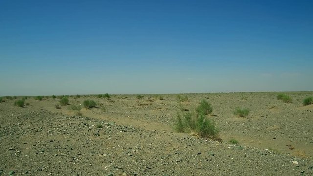 Mongolian stone desert natural landscape with saxaul - Haloxylon ammodendron in Mongolia