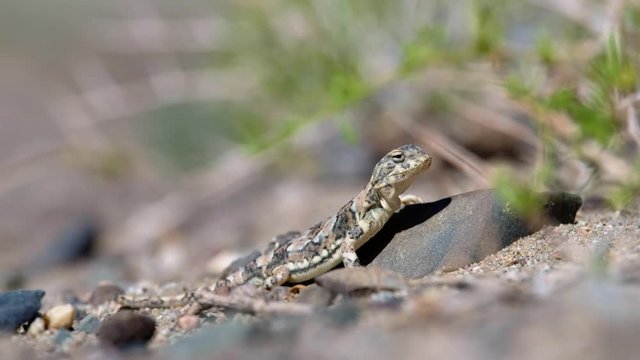 Toad-headed agamas Phrynocephalus in natural environment of mongolian desert.