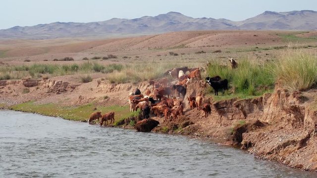 Goats drinking water on watering-place on Mongolian river Dzabhan-gol in Govi-Altay province in Mongolia