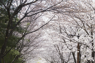 cherry blossoms 