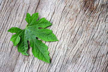 Green leaf nature on wooden background