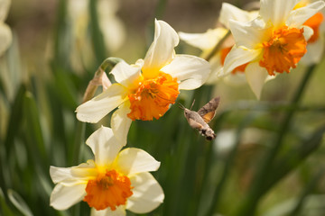 Hummingbird Hawk insect sucking from lilly flower