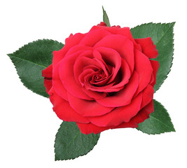 Wonderful red Rose (Rosaceae) isolated on white background.