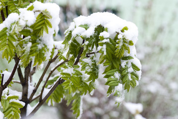 Рябина под снегом