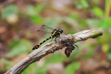 close up shot of a dragonfly on top of a branch.