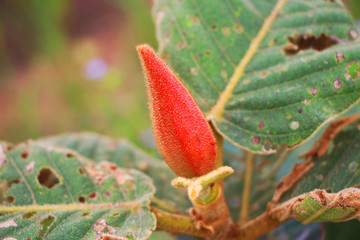 red wild flower with green leaf nature in jungle
