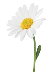 Zelfklevend Fotobehang Mooie Daisy (Marguerite) geïsoleerd op een witte achtergrond. © Olaf Simon