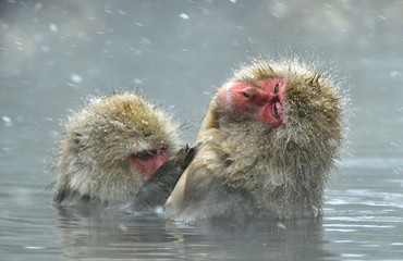 Snow monkeys in natural hot spring. Cleaning procedure. The Japanese macaque ( Scientific name: Macaca fuscata), also known as the snow monkey.