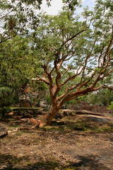Very special vegetation on the rocks of the Matopos National Park, Zimbabwe