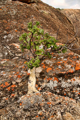 Very special vegetation on the rocks of the Matopos National Park, Zimbabwe